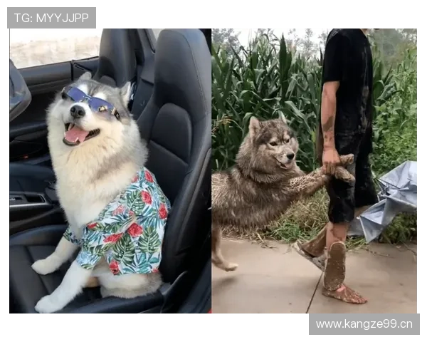 孙悦家的狗吃的比我还贵